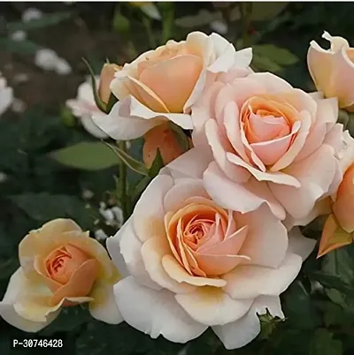 The Entacloo Rose Plant VGPeach Rose Plant-thumb3