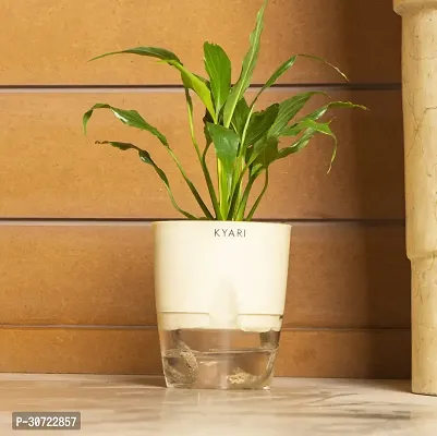 The Entacloo Peace Lily Plant Peace Lily Live Plant Self-Watering Cream Pot, Spathiphyllum Green-thumb0