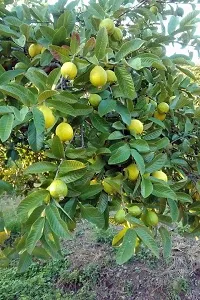 The Entacloo Guava Plant Hybrid Sweet Guava Plant-thumb1