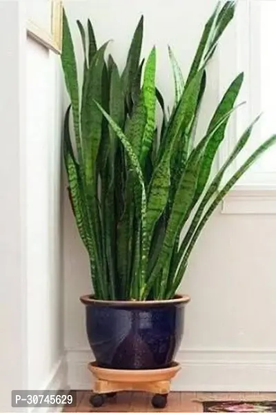 The Entacloo Snake Plant snake plant 0018