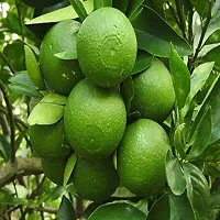 The Entacloo Lemon Plant Bari 1 Malta Mosambi Variety Grafted Fruit Live PlantsTree(11.5 Ft Size)-thumb1