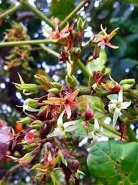 The Entacloo Cashew Plant KAJU PLANT 112 H-thumb1