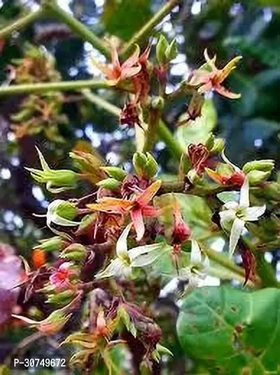 The Entacloo Cashew Plant KAJU PLANT 112 H-thumb2