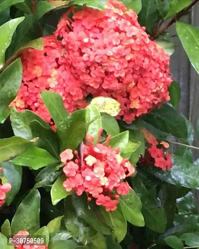 The Entacloo Trothic IxoraChethi Plant Ixora Chethi Red Plant Live Flower Disha99943-thumb0