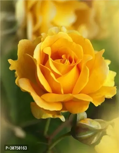 The Entacloo Rose Plant Yellow Rose live plant-thumb0