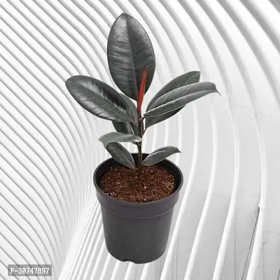 The Entacloo Rubber Tree Live Rubber Plant for Indoor Home DecorationAir Purification v26