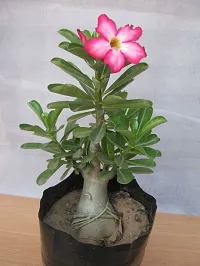 The Entacloo Adenium Plant Adenium Plant2-thumb1