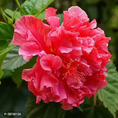 The Entacloo Hibiscus Plant DOUBLE HIBISCUS PLANT-thumb2