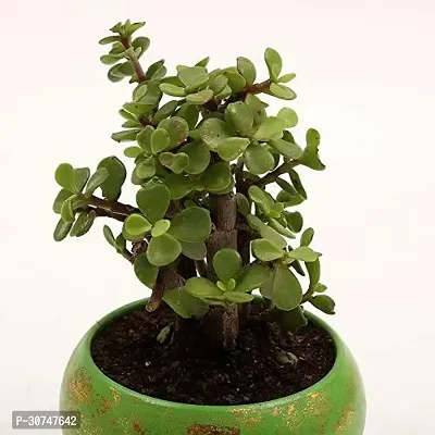 The Entacloo Jade Plant ADE28-thumb0