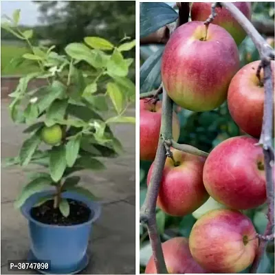 The Entacloo Guava Plant Thai 7green Guava and kashmiriBer Apple Plant Combo Pack of 2_CF01