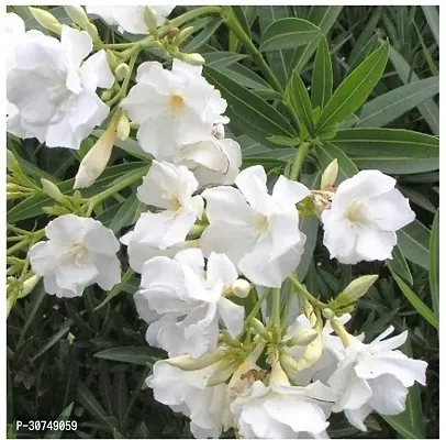 The Entacloo Oleander Plant KanerWhiteDouble-thumb0