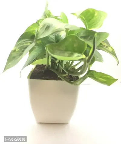 The Entacloo Golden Money Plant WoodGibbsGifts-WB-133