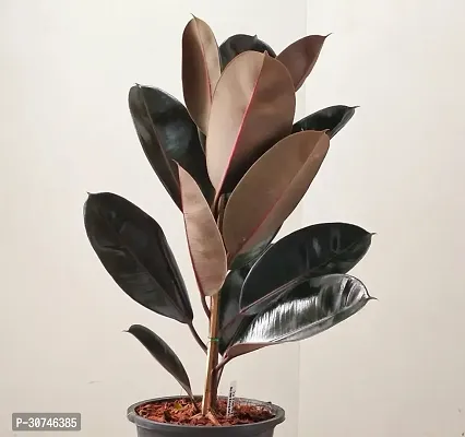 The Entacloo Rubber Tree Live Rubber Plant for Indoor Home DecorationAir Purification CF7771-thumb0