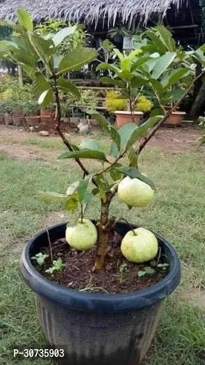 The Entacloo Guava Plant GUAVA PLANT-thumb0