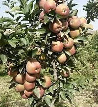 The Entacloo Apple Plant HRMN-99 GRAFTED APPLE PLANTLive Apple plant especially for Hot Climate Hot Weather-From Shimla-Himachal Pradesh (HRMN-99 Apple Plant)-thumb2