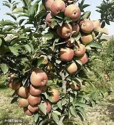 The Entacloo Apple Plant HRMN-99 GRAFTED APPLE PLANTLive Apple plant especially for Hot Climate Hot Weather-From Shimla-Himachal Pradesh (HRMN-99 Apple Plant)-thumb3