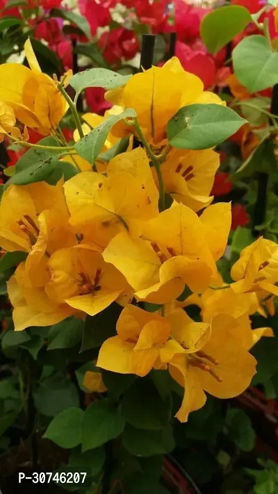 The Entacloo Bougainvillea Plant Bougainvillea Plant-thumb0