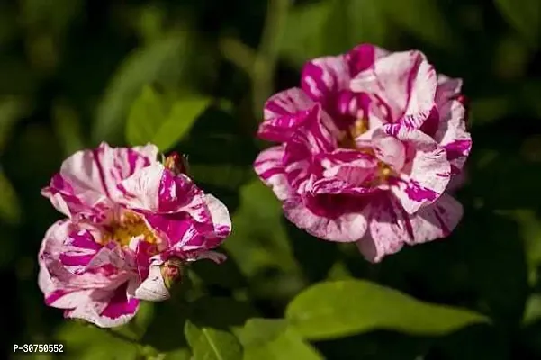 The Entacloo Rose Plant ROSE PLANTBS23-thumb0