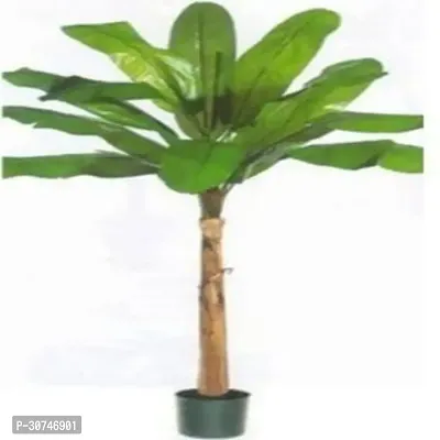 The Entacloo Banana Plant Cavendish Banana Hybrid Plant For Outdoor Garden-thumb0