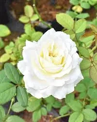 The Entacloo Rose Plant white color rose-thumb2