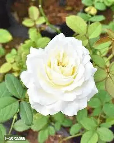 The Entacloo Rose Plant white color rose-thumb3