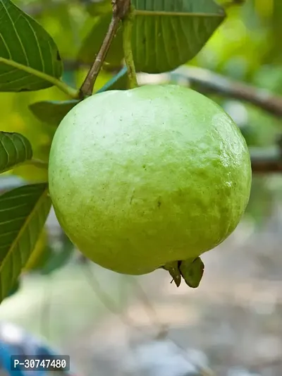 The Entacloo Guava Plant Guava plant