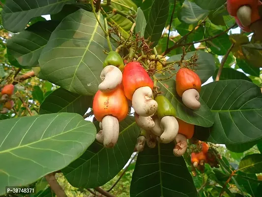 The Entacloo Cashew Apple Plant ASHEW43-thumb0