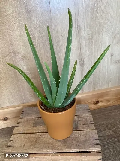 The Entacloo Aloe Vera Plant Aloevera Live PlantMedicinal Live Plant A56-thumb0