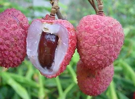 The Entacloo Litchi Plant Lichi plant-thumb1