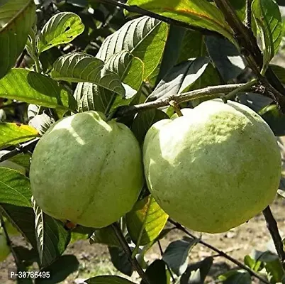 The Entacloo Guava Plant Guava Plant ( Lebanon Guava Amrud Plant )-thumb0