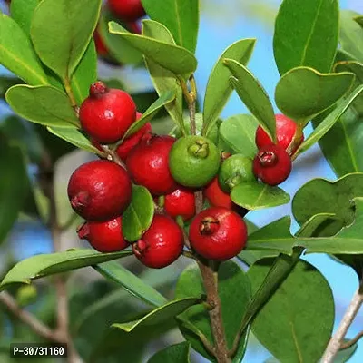 The Entacloo Guava Plant GROWING GUAVA PLANT-thumb0