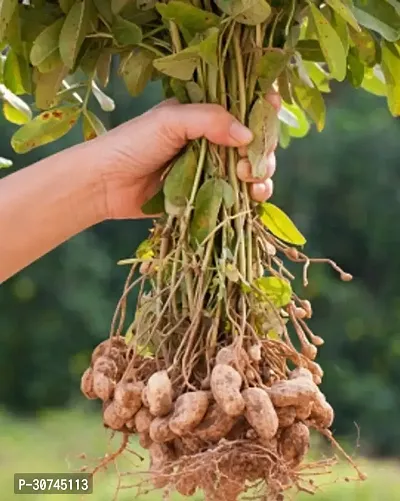 The Entacloo Peanut Plant Peanuts-thumb0