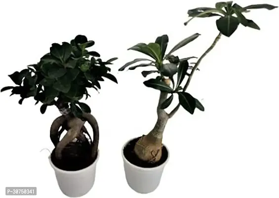 The Entacloo Ficus Bonsai Plant CFGV183-thumb0