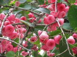 Your Shop Live Plant Red Java Apple Dwarf Rose Water Apple Plant Syzygium Samarangense Jambu Wax Apple (1 Healthy Live Plant)-thumb1