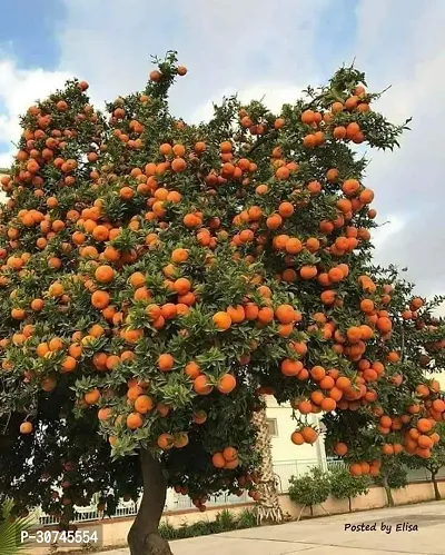 The Entacloo Orange Plant High Yield Orange Live PlantCF01013-thumb0