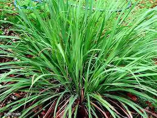 The Entacloo Lemon Grass Plant Lemon grass plant-thumb0