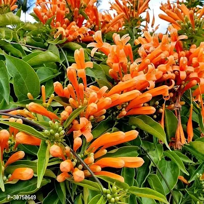 The Entacloo Begonia Vanusta Plant Orange Trumpet Vine Plant-thumb0