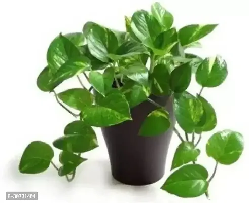 The Entacloo Money Plant MONEY 1205-thumb0