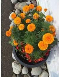 The Entacloo Marigold Plant Orange Marigold Plant(Pack of 1)-thumb1