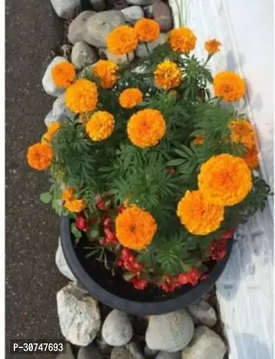 The Entacloo Marigold Plant Orange Marigold Plant(Pack of 1)-thumb2