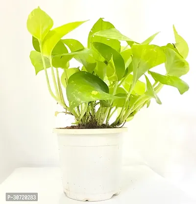 The Entacloo Money Plant ABEFARIYA-thumb0