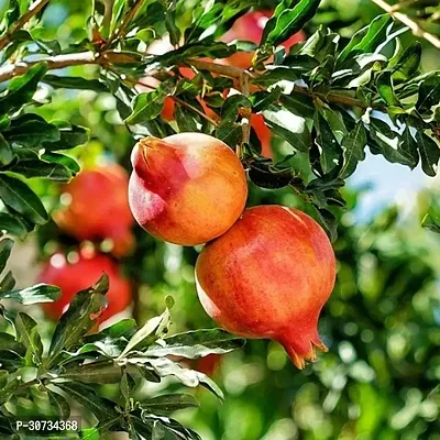 The Entacloo Pomegranate Plant POMEGRANATE PLANT-thumb2