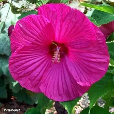 The Entacloo Hibiscus Plant Hibiscus Plant ( Extreme Hibiscus Plant )-thumb0