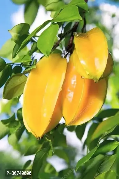 The Entacloo Star Fruit Carambola Grafted Plant Dwarfs-thumb0