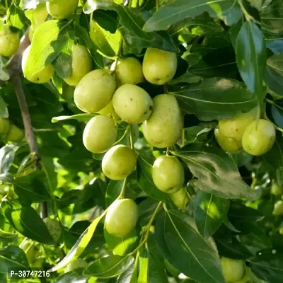 The Entacloo Ber Apple Plant AppleBer Plant-thumb0