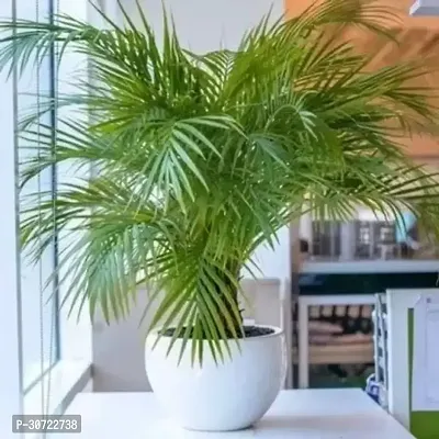 The Entacloo Areca Palm Areca Palm ar69-thumb0