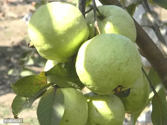 The Entacloo Guava Plant GUAVA10-thumb0