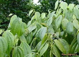 The Entacloo Black Pepper Plant Blackpapper-thumb1