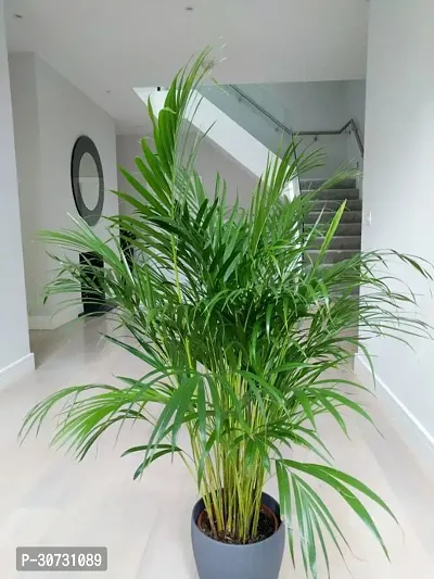 The Entacloo Areca Palm ARECA PLAM INDOOR.OUTDOOR-90-thumb0