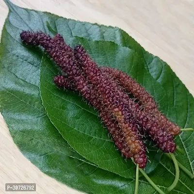 The Entacloo ShahtootMulberry Plant ShahtootMulberry Plant-thumb0